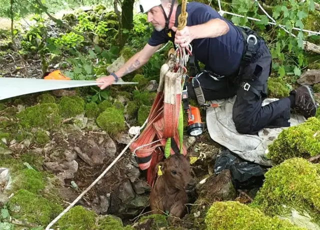 Cow rescue