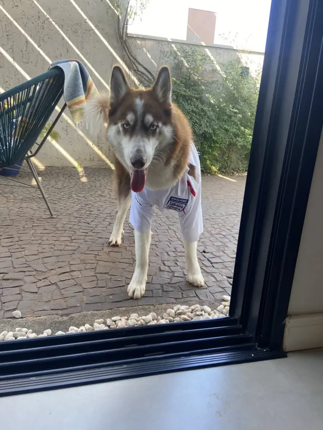 Dog in England shirt