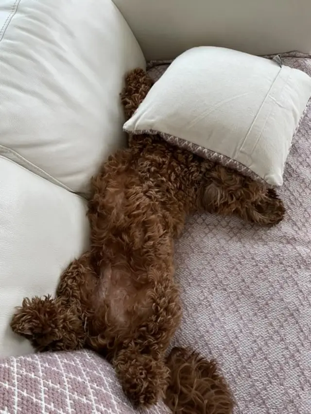 Cockerpoo