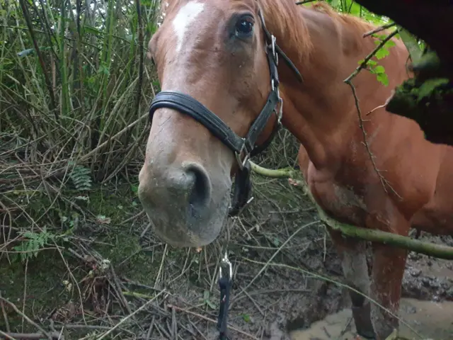 George the horse