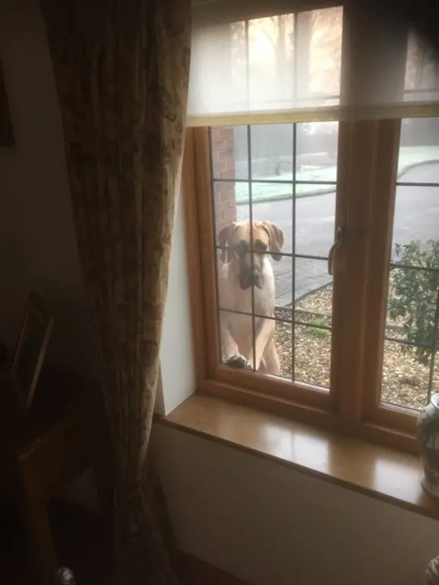Great Dane dog