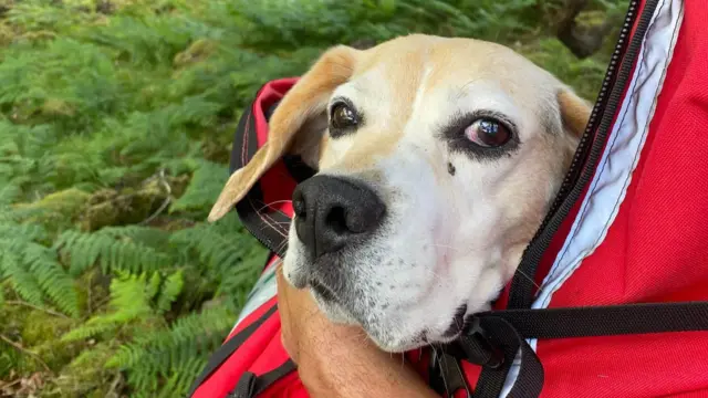 Dog being carried by Keswick MRT member