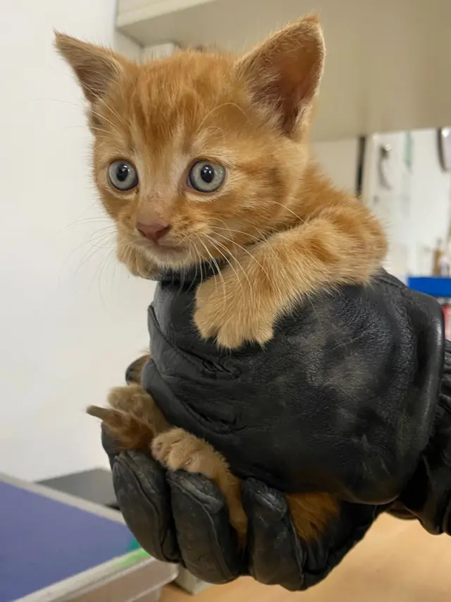 Tiny kitten being held in gloved hand