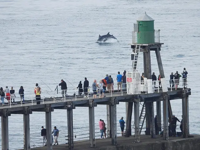 Dolphins off Whitby piers