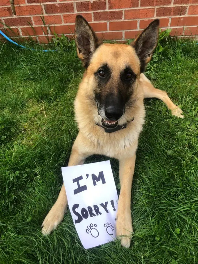 PD Albion with a note reading 'I'm sorry'