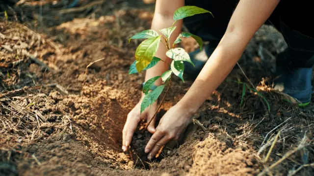 Stock tree planting image