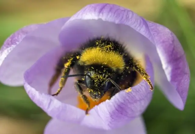 Queen bumble bee climbing out of a Crocus