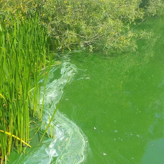 Toxic algae