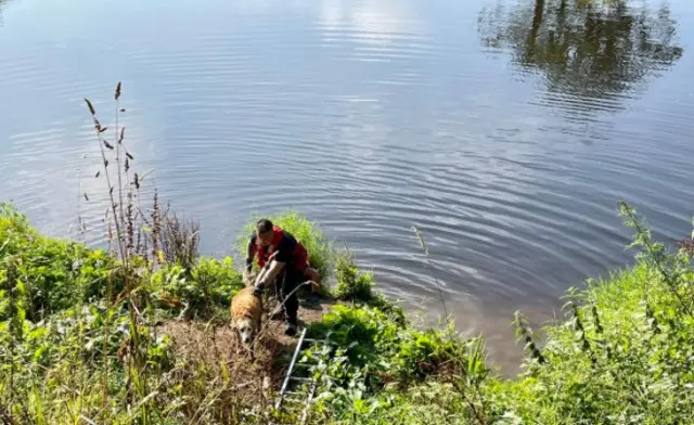 Harvey being rescued from River Ouse