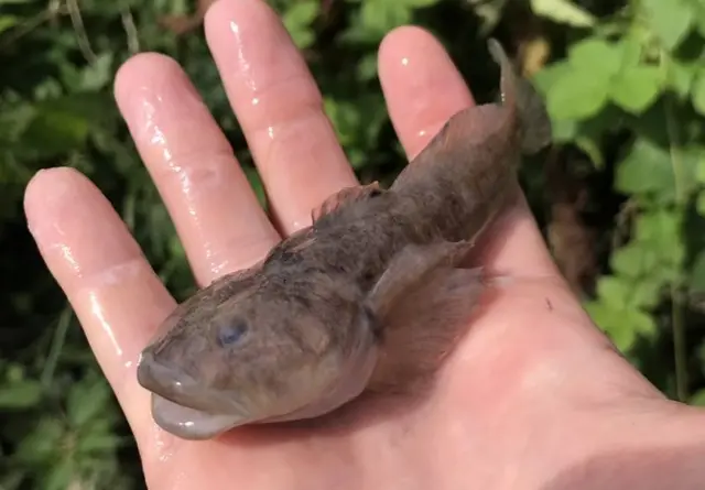 bullhead fish