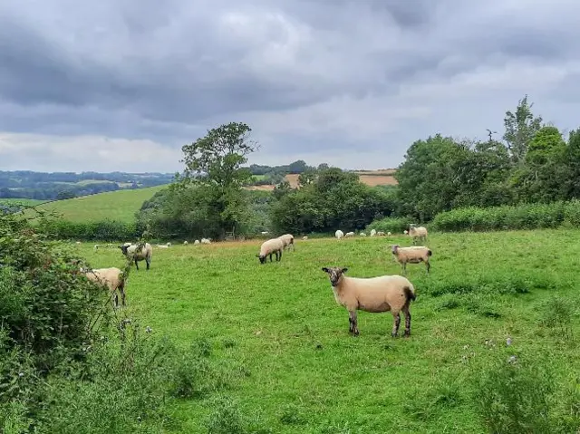 Sheep grazing in a field in Bromyard, Herefordshire