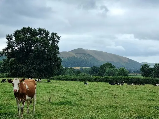 A herd of cows in Longnor, Shropshire