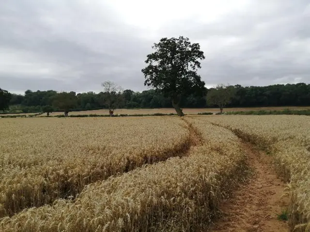 A field of wheat in Bodenham, Herefordshire