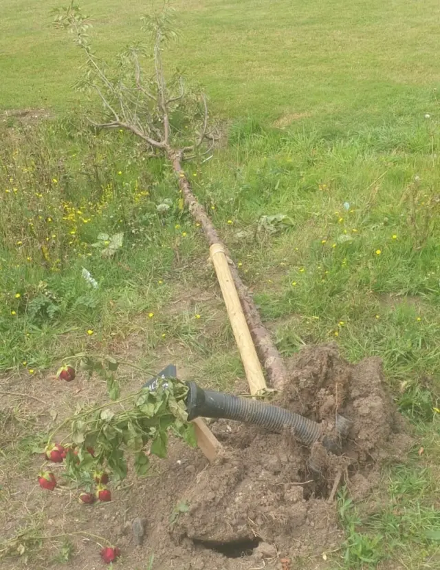 Damaged tree