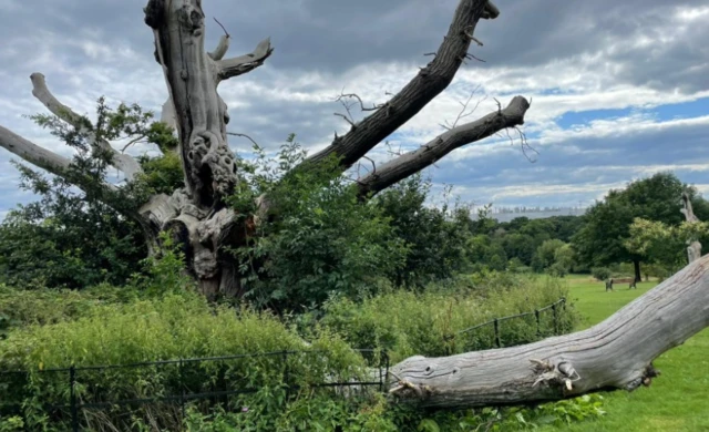 Octopus tree in Solihull