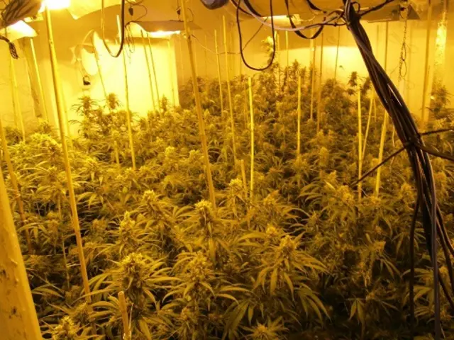 The cannabis factory found in Victoria Street, Rugby.