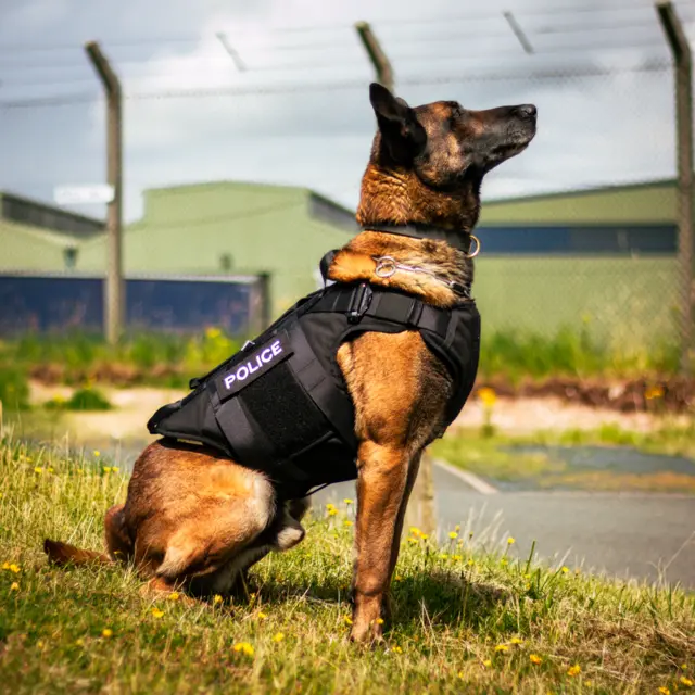 Police dog wearing armour