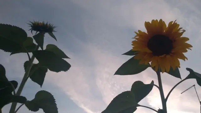 Sunflower in Church Gresley