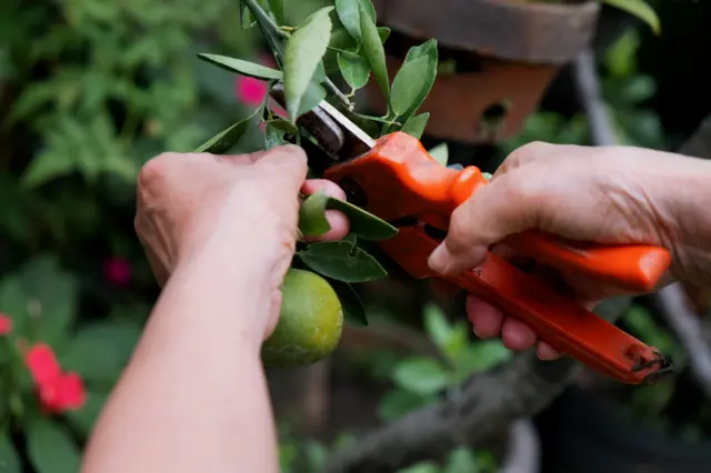 Stock fruit picking image