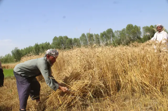 Afghan farmers work in Badakhshan province