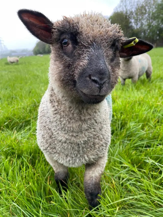 Shropshire ewe lamb