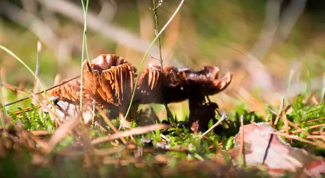 A file image shows a group of rotten non-edible mushrooms in green moss in Poland