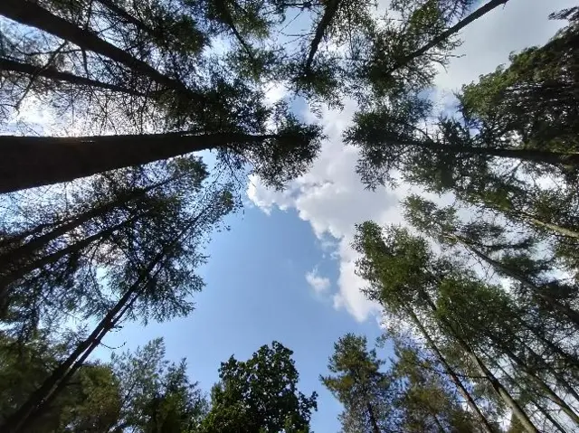 Trees in Clent, Worcestershire