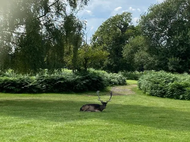 A stag in Great Packington, Warwockshire