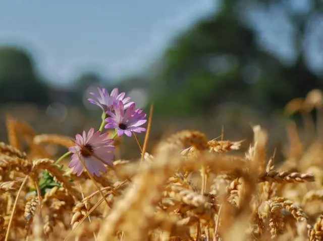 A pink flower in a field of wheat in Sutton Coldfield