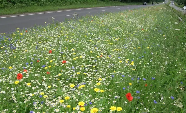 Wildflowers