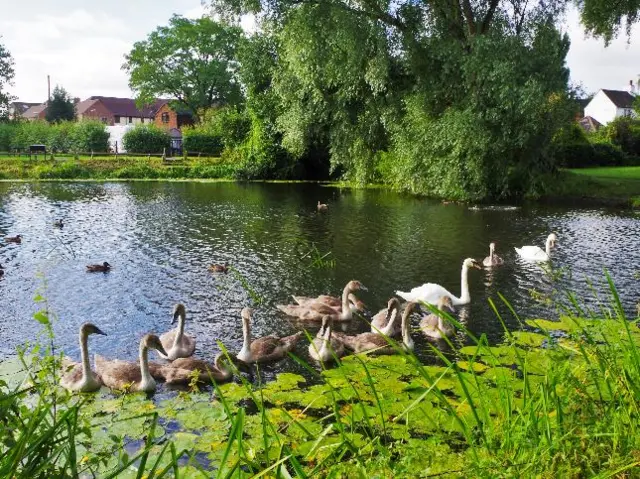 Swans and cygnets in Newport, Shropshire