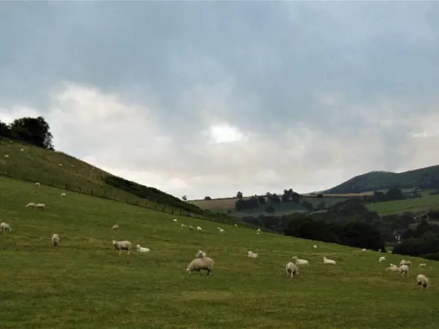 Sheep grazing in Hope Bowdler, Shropshire