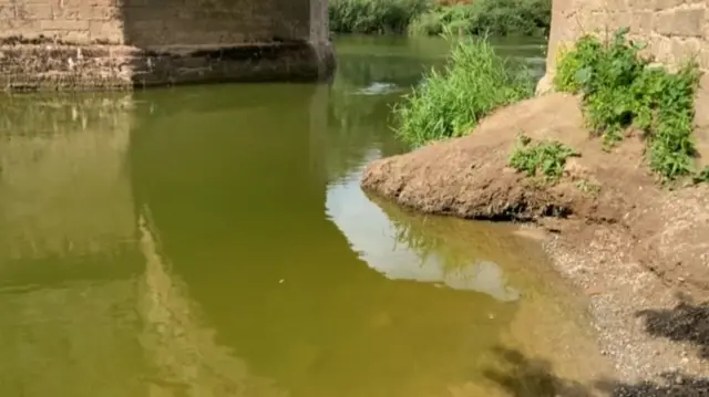 Algae in the River Wye