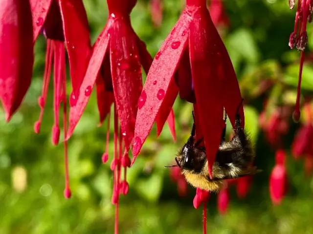 A bumble bee on a wet flower in Aldridge