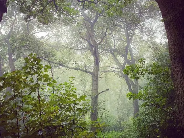 A misty woodland scene in Bromyard, Herefordshire