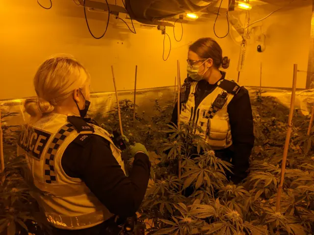 Police officers amidst cannabis plants