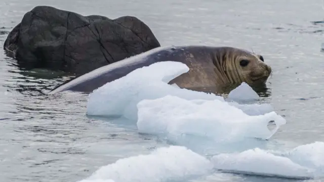 Elephant seal with melting sea ice