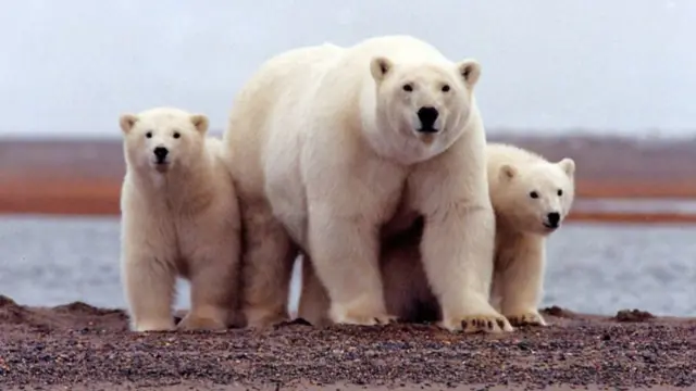 Polar bear and cubs