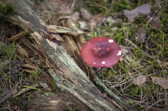 A mushroom in Poland. File photo