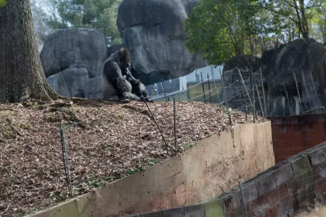 A male silverback gorilla sits in his enclosure in February 2019 at the Atlanta zoo in Atlanta, Georgia