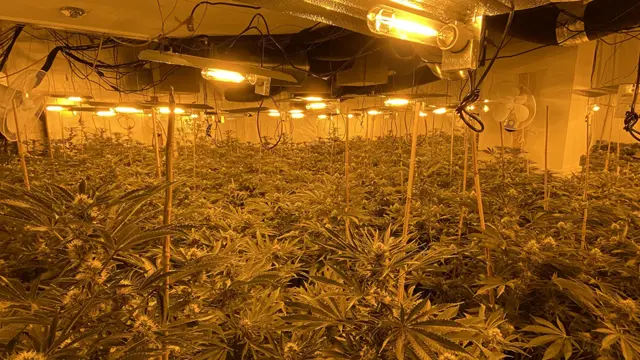 Cannabis factory