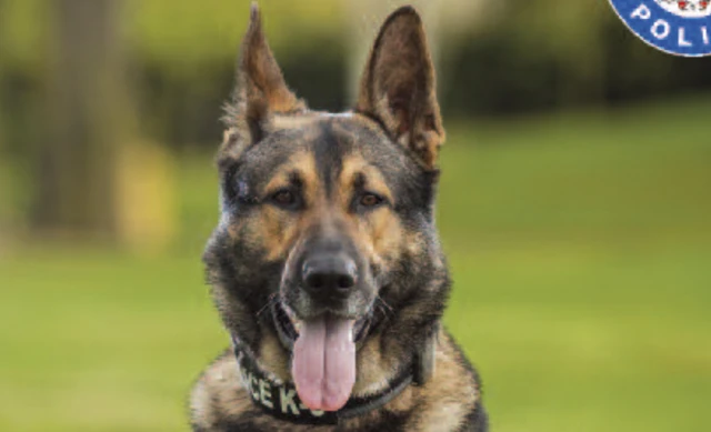 Police Dog Viper