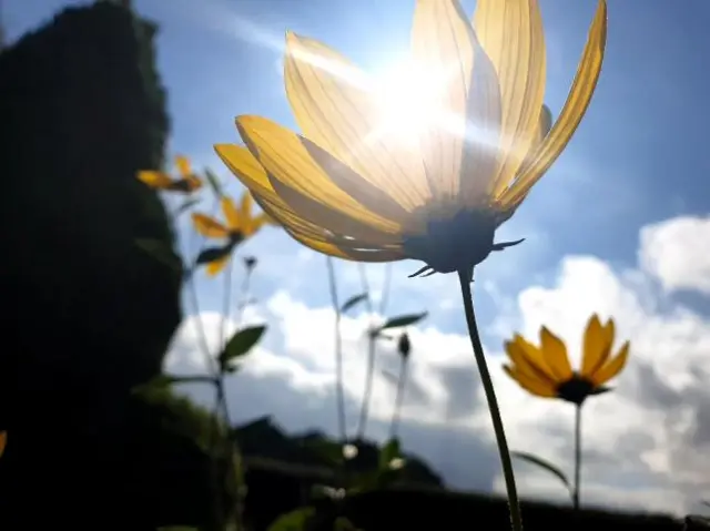 Sunshine breaks through a yellow flower