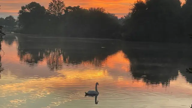 Swan in Colwick