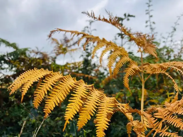 A yellowing fern in Bromsgrove