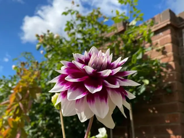 A pink dahlia in a Hereford garden