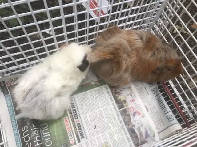 Guinea pigs