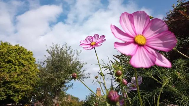 Flowers and blue sky in Birstall