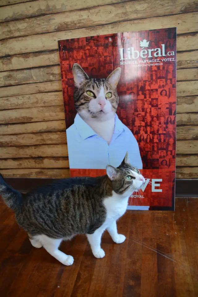 A cat in front of a campaign poster