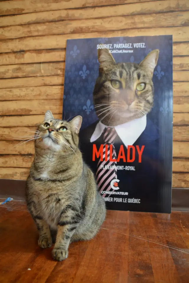 A cat in front of a campaign poster